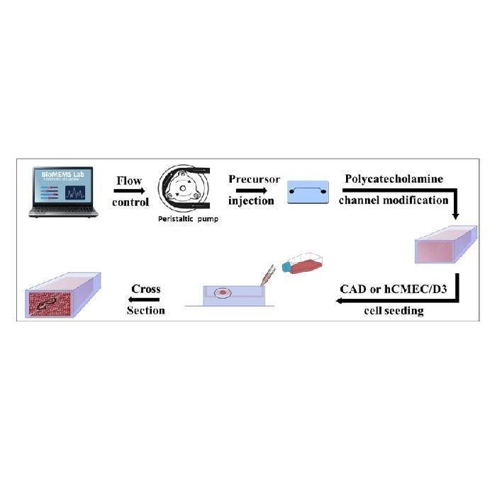 Engineering shelf-stable coating for microfluidic organ-on-a-chip using bioinspired catecholamine polymers
