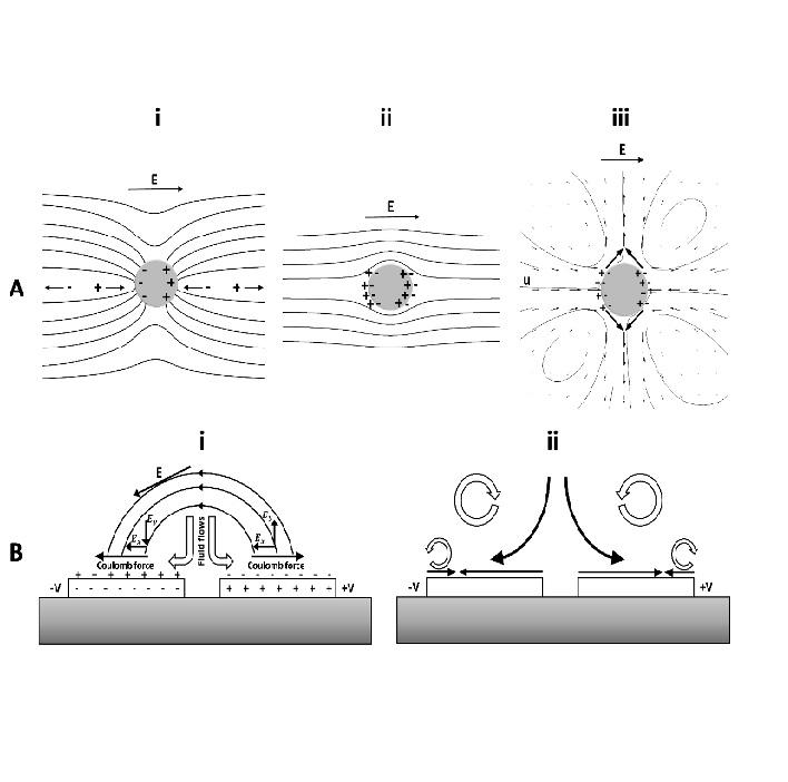 Effect of cell imprinting on viability and drug susceptibility of breast cancer cells to doxorubicin
