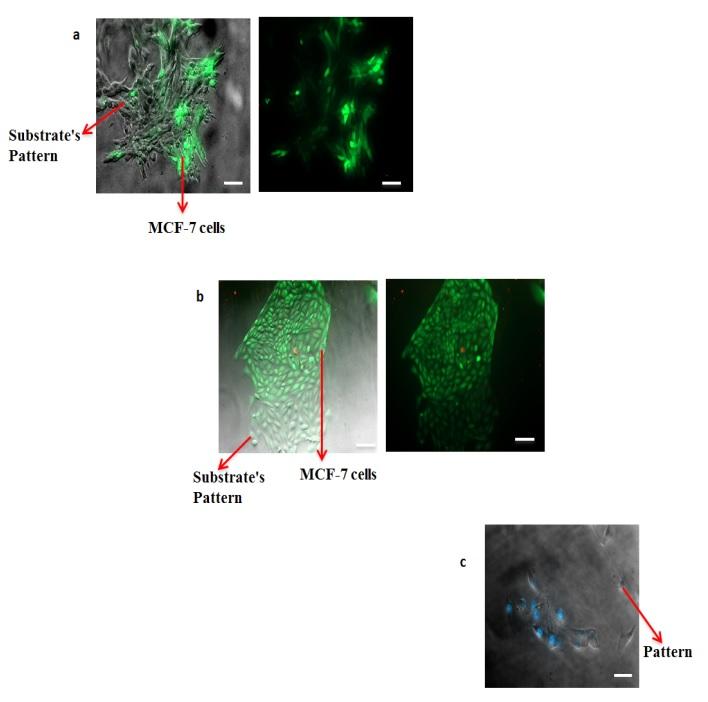 Effect of cell imprinting on viability and drug susceptibility of breast cancer cells to doxorubicin