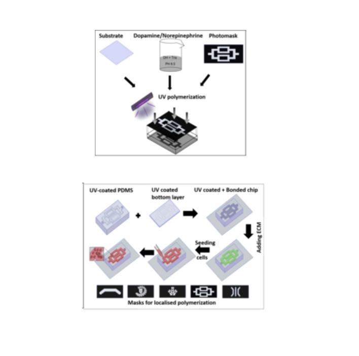 UV-triggered polymerization of polycatecholamines enables the production of organ-on-chips inside a biosafety cabinet