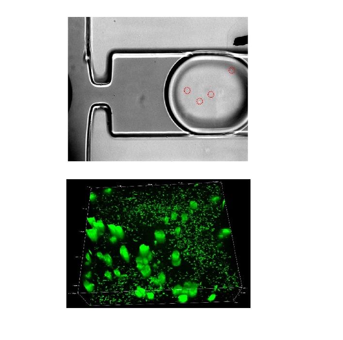 Picoliter agar droplet breakup in microfluidics meets microbiology application: numerical and experimental approaches