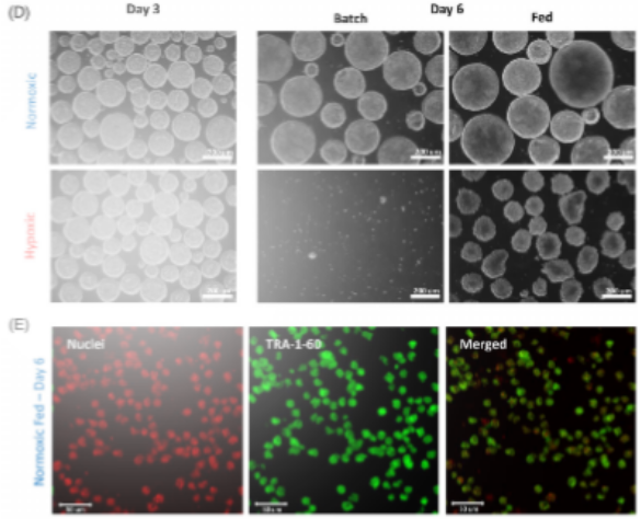 Cell Morphology, Marker Expression