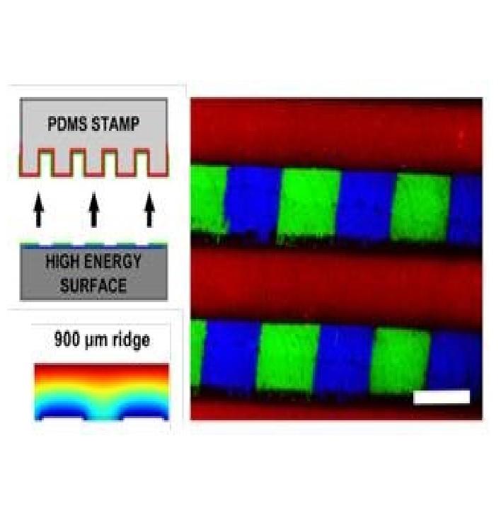 Humidified Microcontact Printing of Proteins: Universal Patterning of Proteins on Both Low and High Energy Surfaces