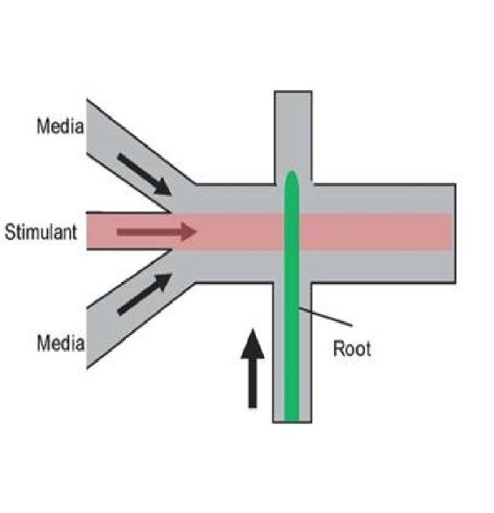 Microfluidic platforms for plant cells studies