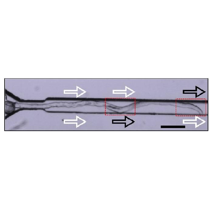 Dynamic, high precision targeting of growth modulating agents is able to trigger pollen tube growth reorientation