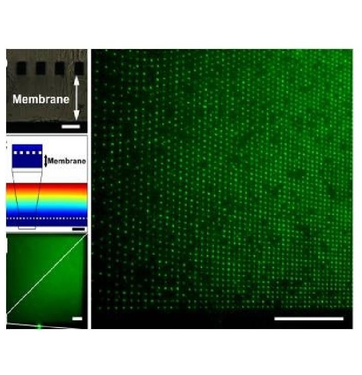 Cell surface interface in tissue engineering and cell based biosensors