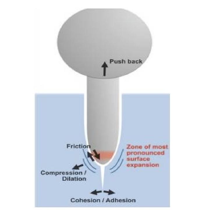 Tip growth in walled cells: cellular expansion and invasion mechanisms. Pelling AE, Cuerrier CM. Cells, Forces, and the Microenvironment