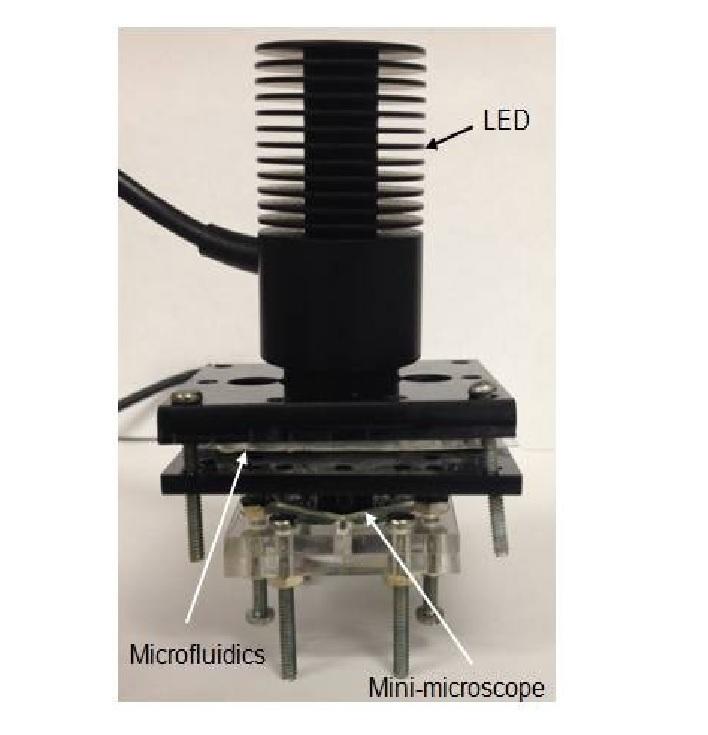 A microfluidic optical platform for real-time monitoring of pH and oxygen in microfluidic bioreactors and organ-on-chip devices