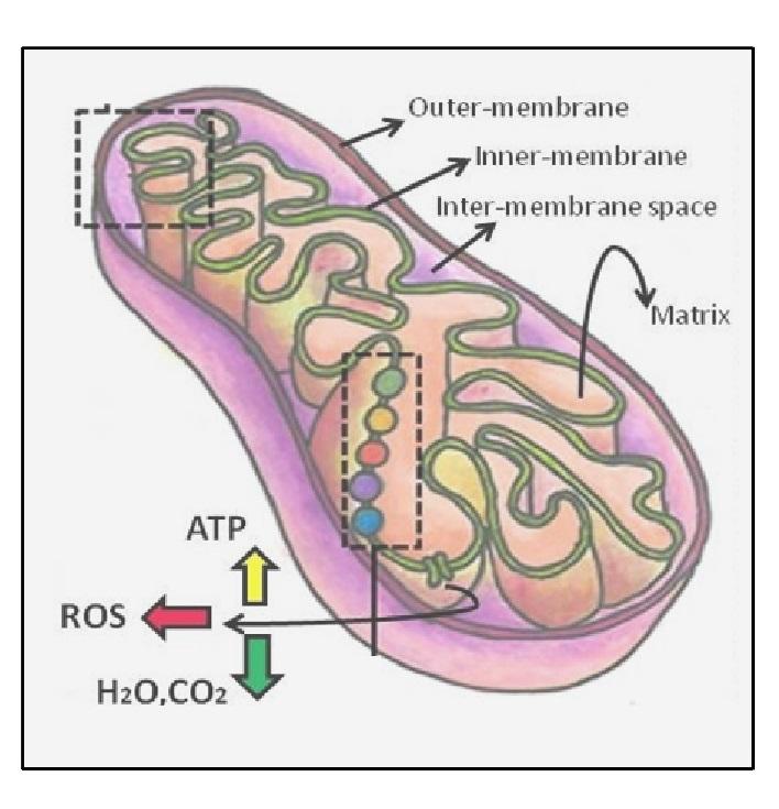 Electromagnetic fields and stem cell fate: when physics meets biology