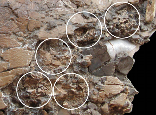 fossilized turtle