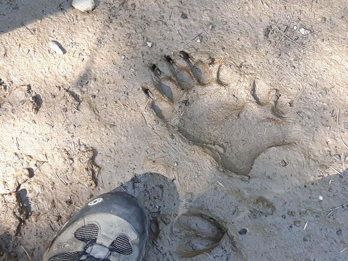 Bear tracks