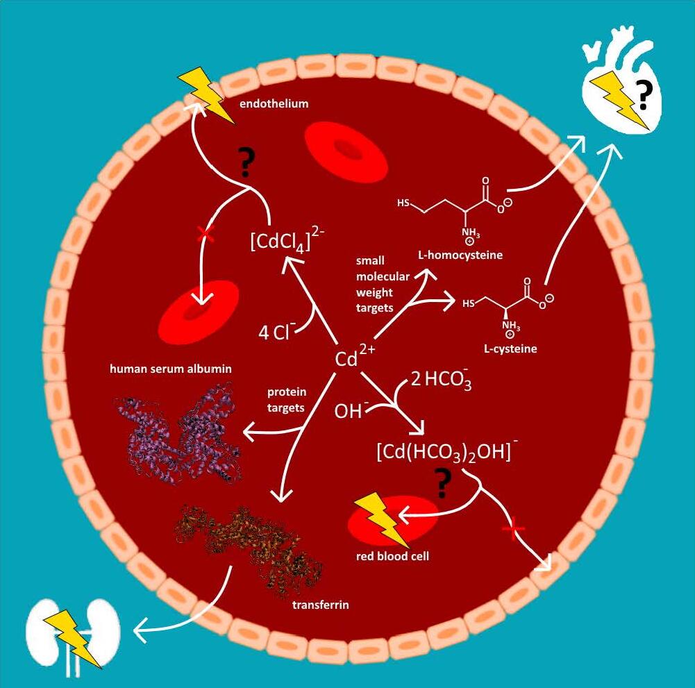 Figure 1 Conceptual depiction of the importance of Cd2+ interactions with ligands in the bloodstream in terms of causally linking the chronic exposure of humans to this toxic metal with its eventual damage in target organs. 