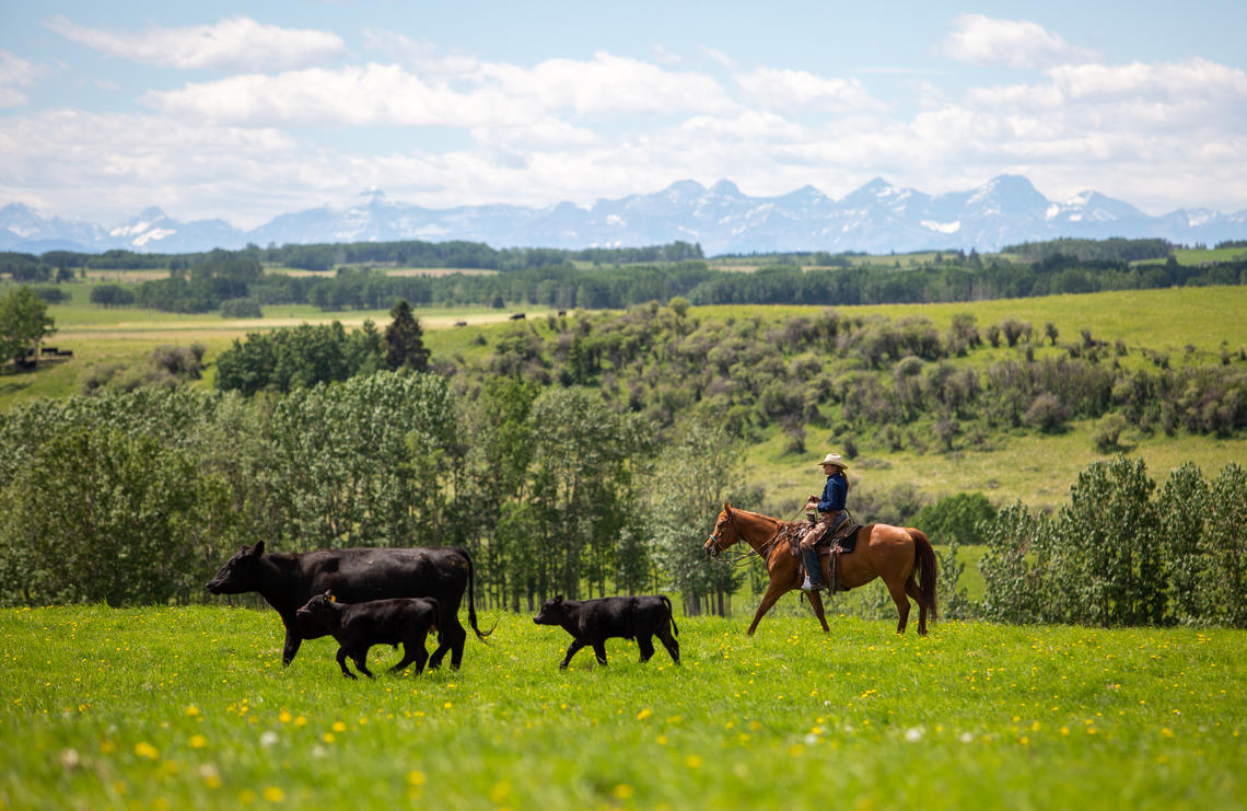 Heidi, the head cowboy brings in cattle. Heidi, the head cowboy brings in cattle.