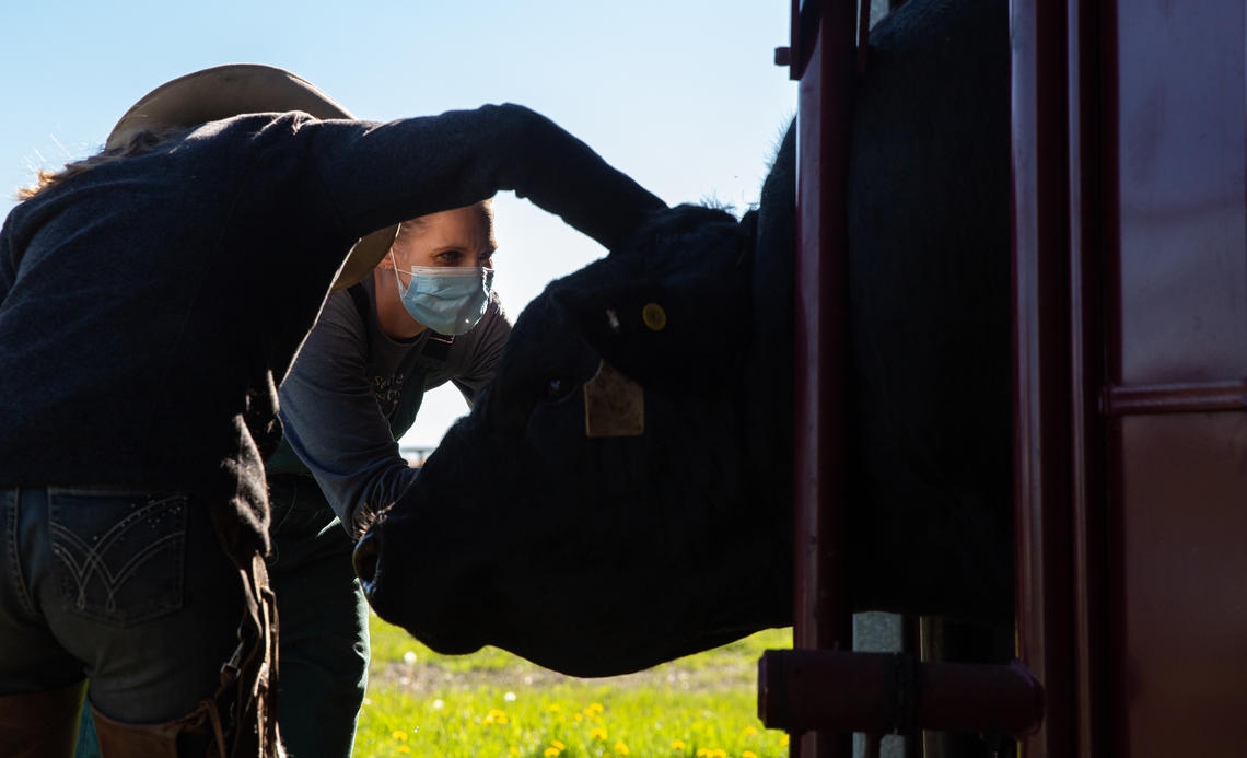 Dr. Jennifer Pearson examines a bull. Dr. Jennifer Pearson examines a bull.