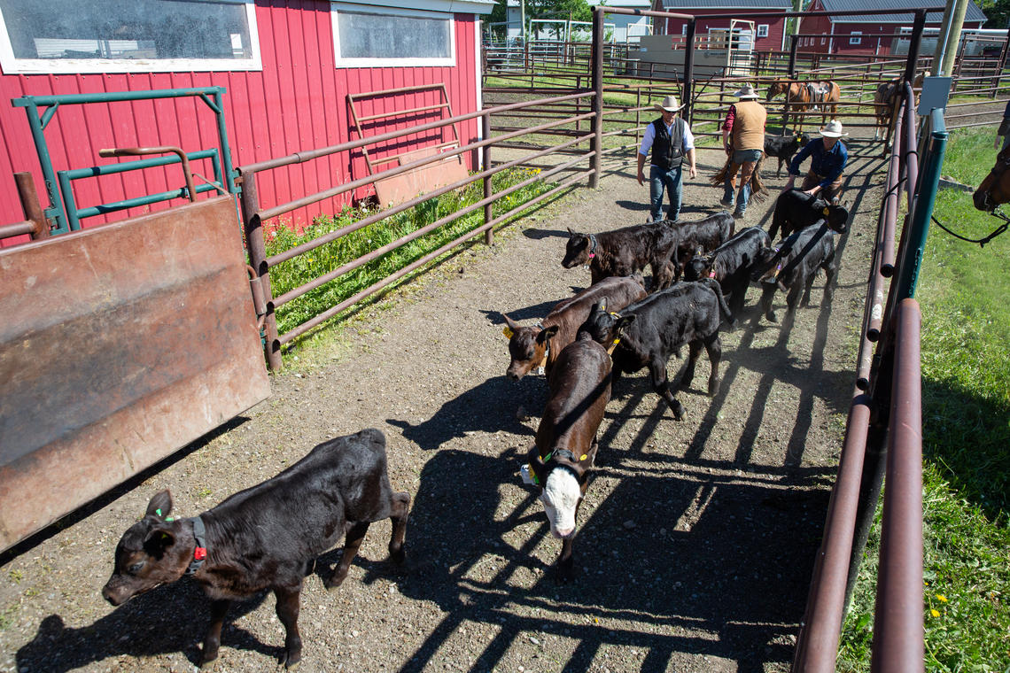 A herd of calves are lead into a barn.