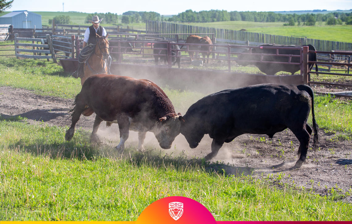 Two bulls start butting heads at the WA Ranches at the University of Calgary.