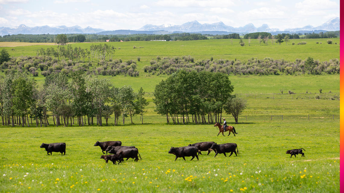 A cowboy rides a horse and leads a herd of cattle.