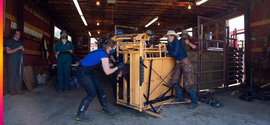 Research team members examine calves as part of their research. Research team members examine calves as part of their research.
