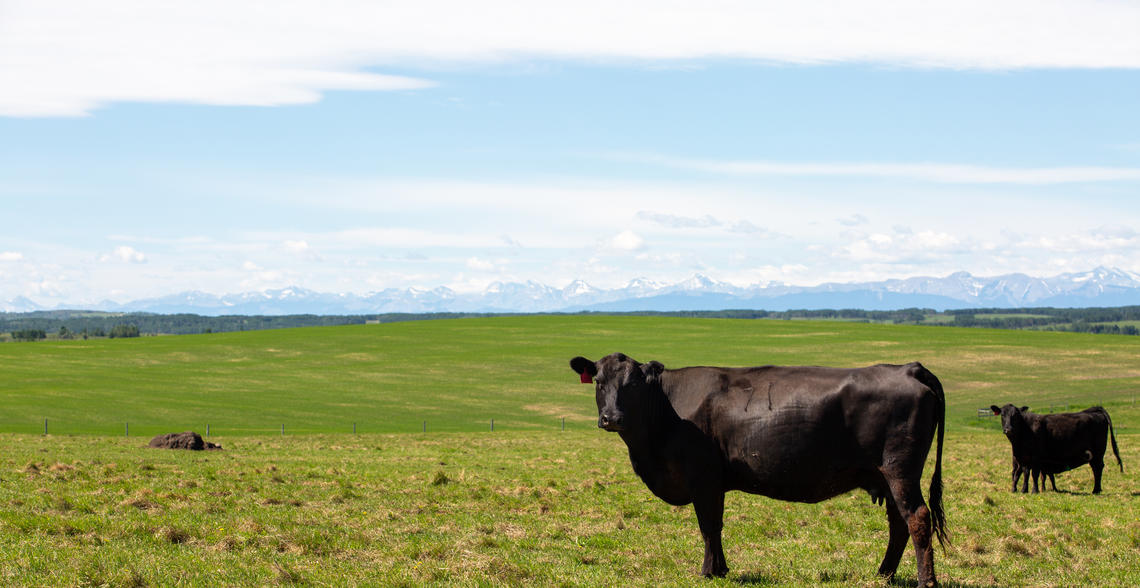 W.A. Ranches Veterinarian Education UCalgary