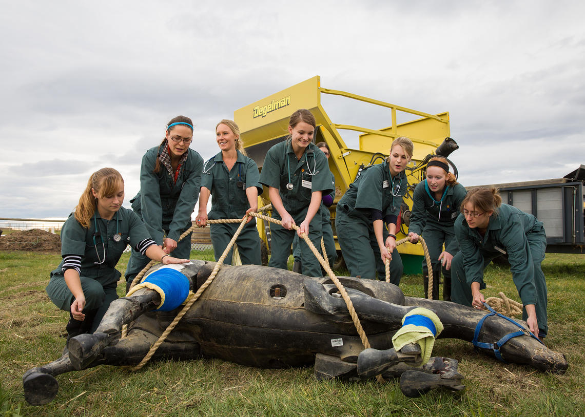 Second-year Faculty of Veterinary Medicine students participate in an accident-simulation course involving a girl thrown from her horse.