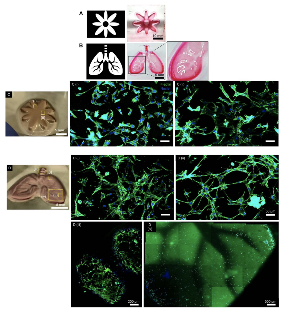 Tunable metacrylated hyaluronic acid-based hybrid bioinks for stereolithography 3D bioprinting