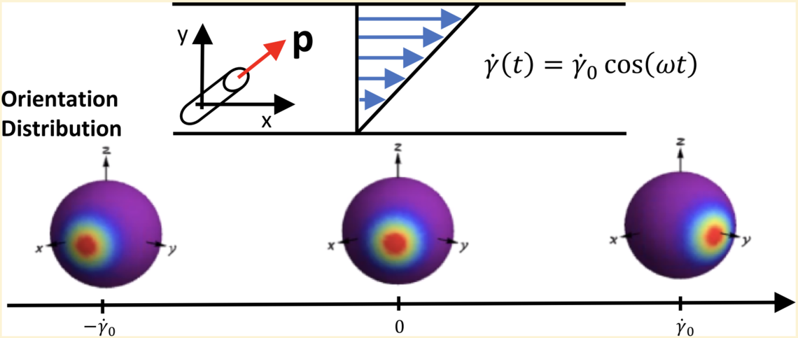 Oscillatory shear response of the rigid rod model: microstructural evolution