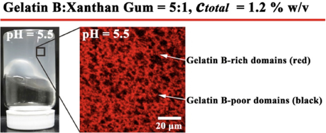 Synergistic gelation of gelatin B with xanthan gum