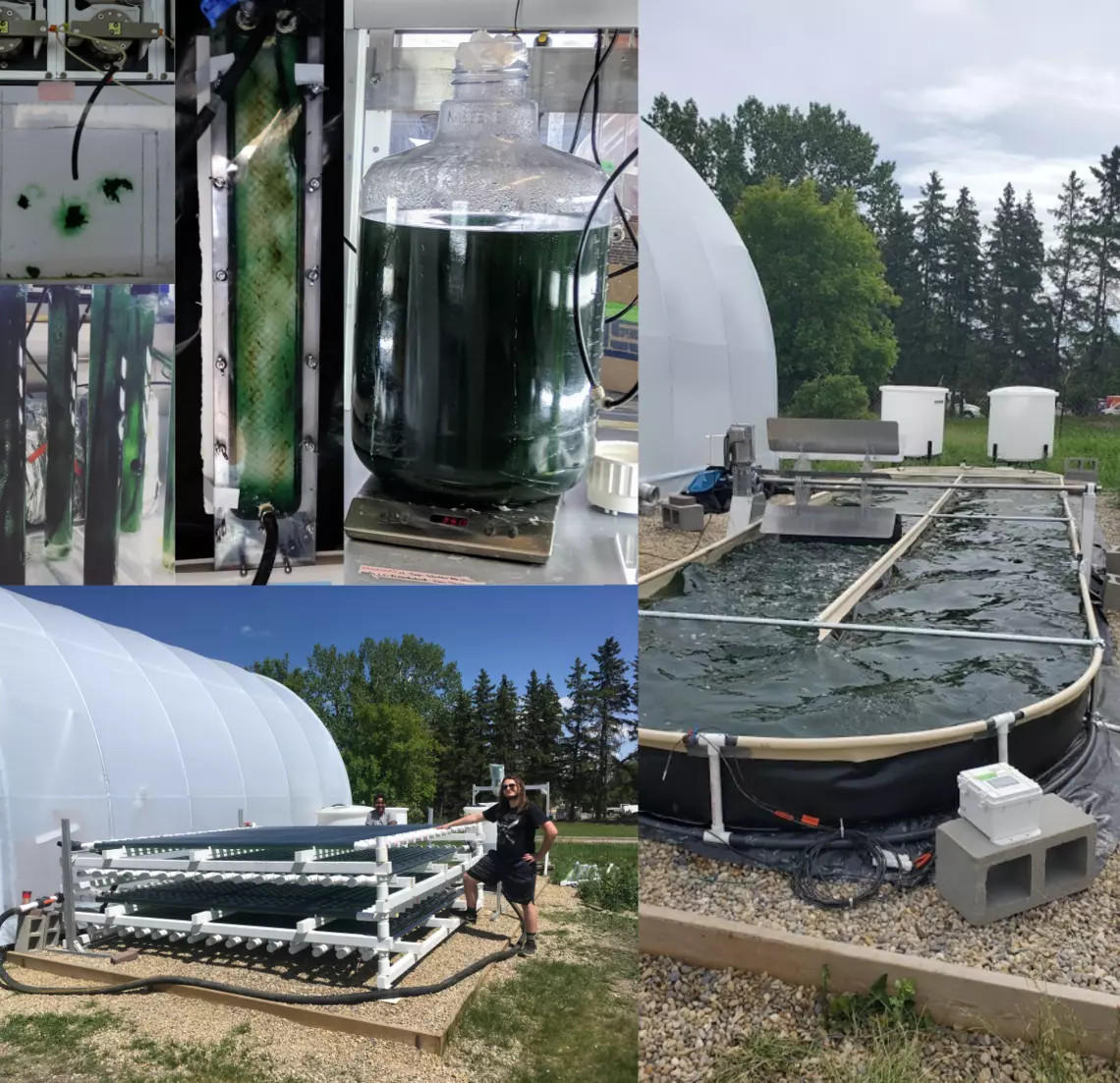 cyanobacteria, cultivation at high pH and alkalinity