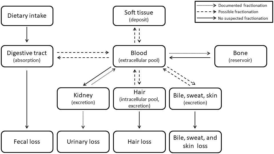 Diagram of calcium homeostasis in the human body.