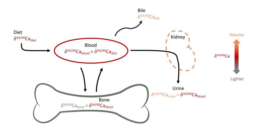 Diagram showing calcium flow through the body.