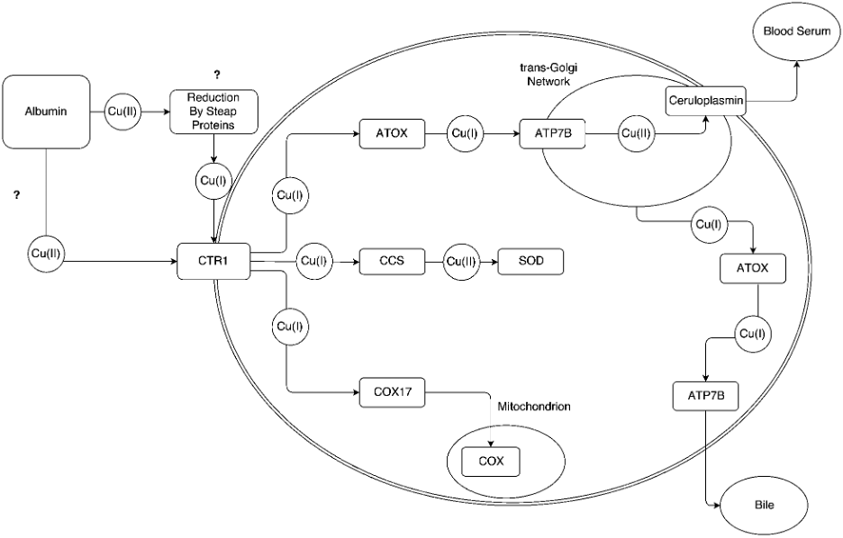 Diagram of the protein interactions relevant to copper in the liver cell.