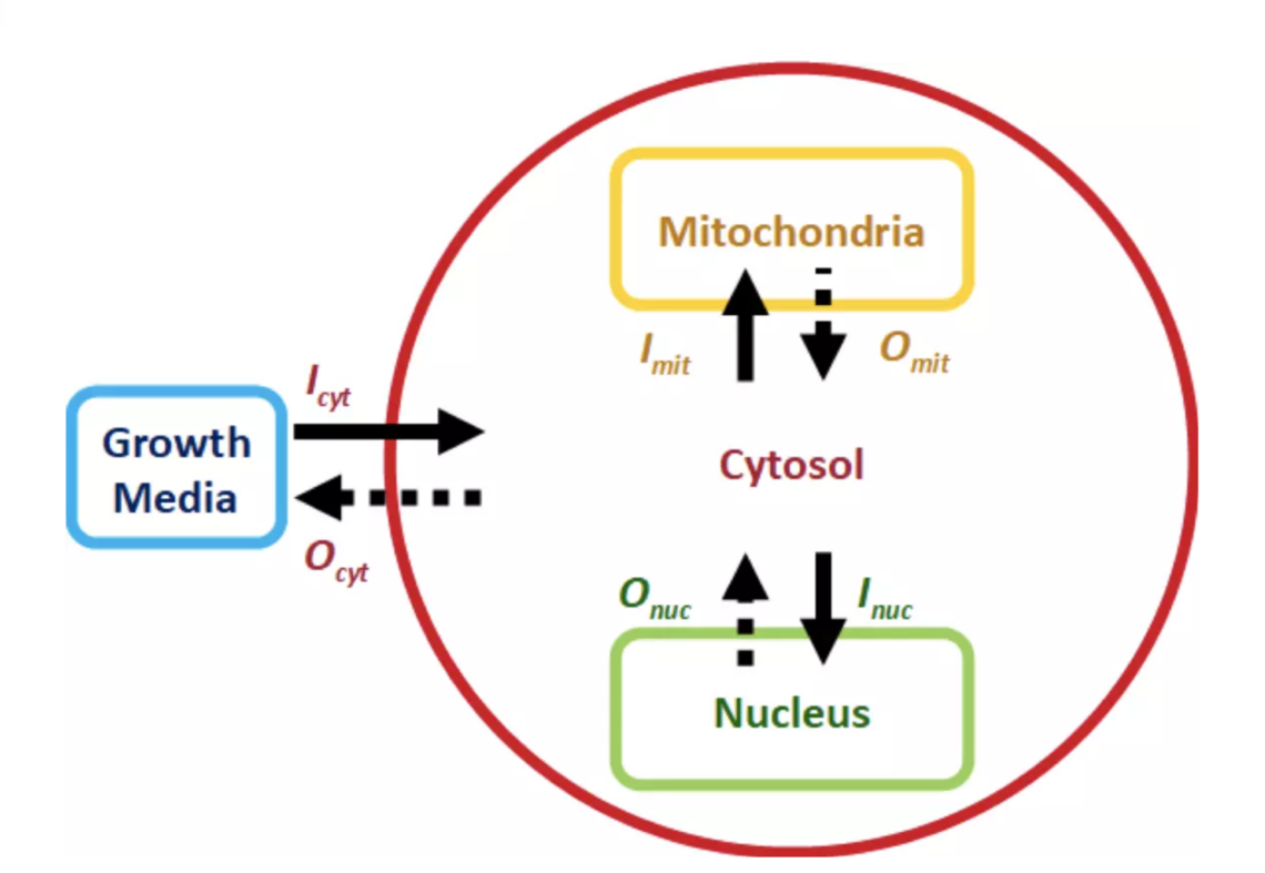 Schematic illustrating the transport network that is modelled by MCMC algorithms.