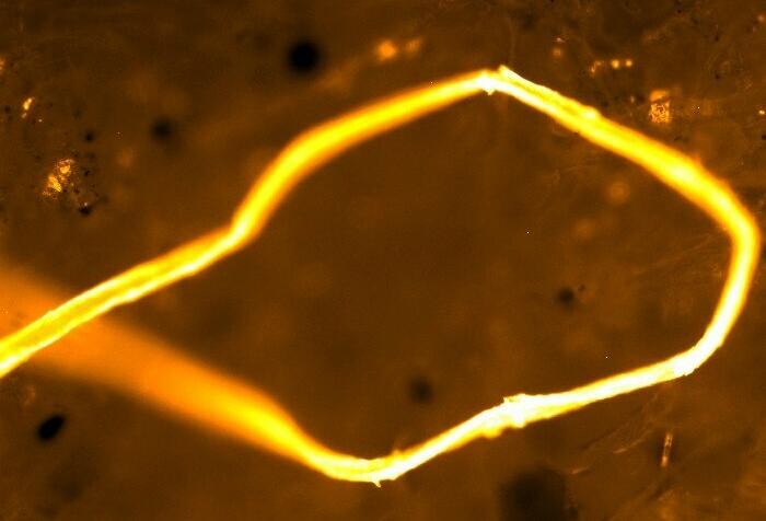 Fluorescence stained microplastic