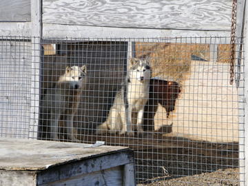 Sled dogs in Iqaluit