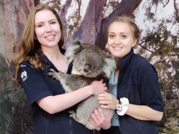 Cara Meulenbroek and Margaret Hornett holding a koala at Cleland Wildlife Park.