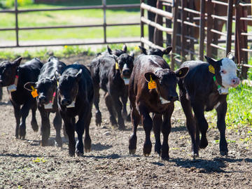 W.A. Ranches staff round up a herd of cow-calf pairs.