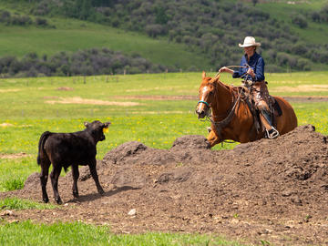 W.A. Ranches staff round up a herd of cow-calf pairs.