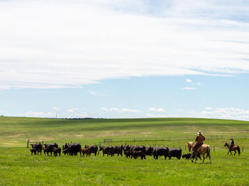 W.A. Ranches staff round up a herd of cow-calf pairs.