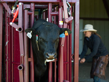 A bull is led down a chute for research.
