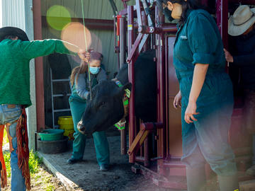 Veterinary medicine student Jennifer Pearson examines a bull.