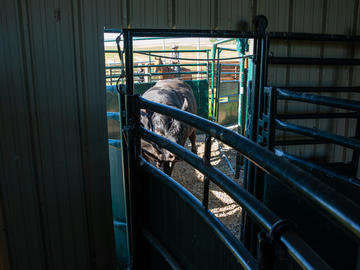 A bull is led down a chute for research.