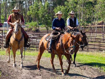W.A. Ranches staff round up a herd of cow-calf pairs.
