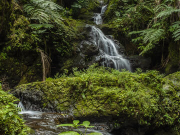 This image features a small waterfall amidst a lush green jungle.