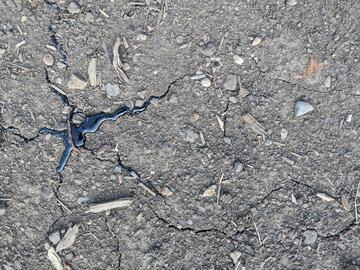 Bitumen oozing through the cracks in the ground along the Horse River. 