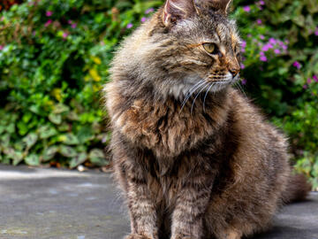 Close-up of a large fluffy tabby cat