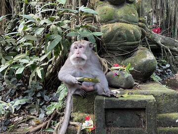 A monkey sits at the base of a Buddha statue and eats fruit