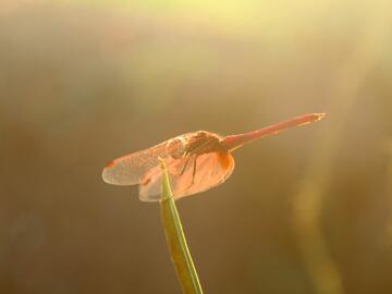Close-up of a winged insect, glowing in golden sunlight