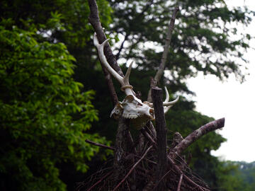 The peak of a hut, built with tree poles, and a deer skull tied to the top