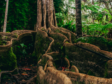 At the base of a tree with massive exposed root system