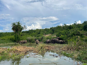 A small herd of elephants grazing alongside a waterhole